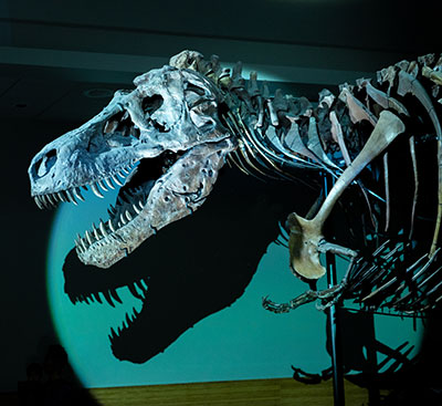 fieldmuseum-casestudy