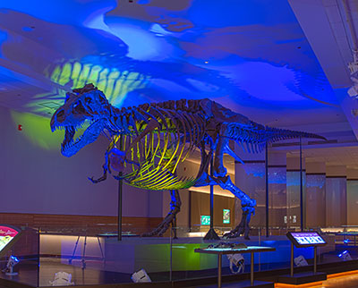 fieldmuseum-casestudy