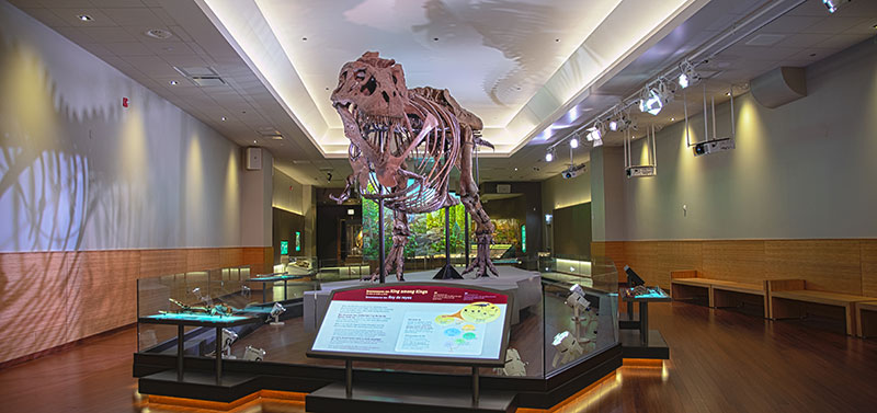 fieldmuseum-casestudy