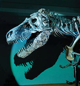 NEC Projectors Bring a Dinosaur’s World to Life in Chicago Natural History Museum